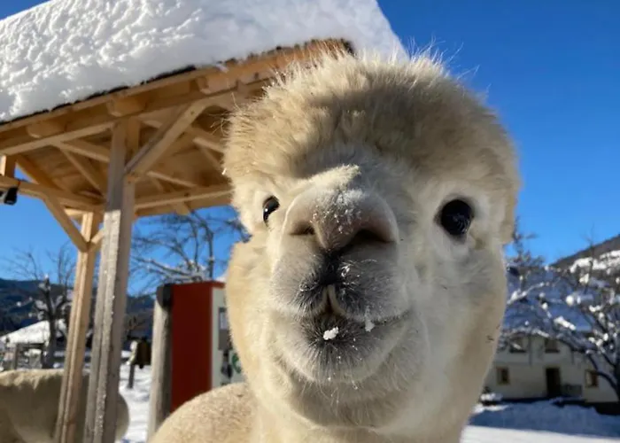 شاليه Kreischberg 14b - Direkt Am Skilift سانكت جورجين أوب موراو